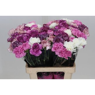 Freshy Anjer Lang Mix Lavendel