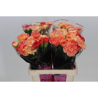 Freshy Bouquet Oeillets Orange Mélange | Couleur: Couleurs mélangées | Longueur ± 65 centimeter | par 20 fleurs fraîches