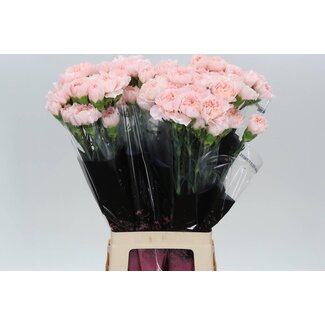 Freshy Oeillet long “Maruchi” | Couleur: Rose | Longueur ± 70 centimeter | Par 20 fleurs fraîches