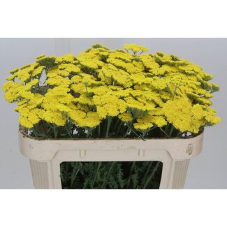 Freshy Achillea “Moonshine” Achillée millefeuille | Couleur: Jaune | Longueur ± 65 centimeter | Par 50 fleurs fraîches
