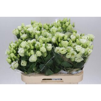 Freshy Eustoma Lisianthus Gefüllt “Rosi Green” | Farbe: Grün | Länge ± 70 centimeter | Pro 10 Stiele frische Blumen