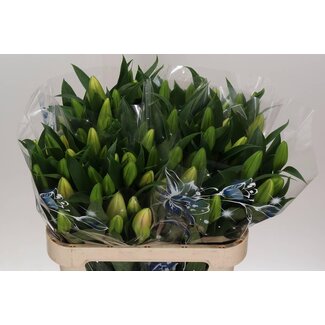 Freshy Lilie Oriental Aqua “Marlon” | Farbe: Rosa | Länge ± 80 centimeter | Pro 10 Stielen frische Blumen