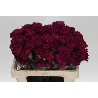 Freshy Œillet court “Farieta” | Couleur: Violet | Longueur ± 55 centimeter | Par 20 fleurs fraîches