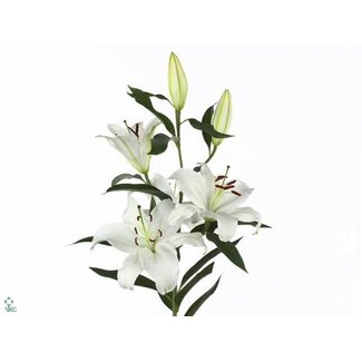 Freshy Lys Oriental Aqua “Santander” | Couleur: Blanc | Longueur ± 90 centimeter | Par 10 tiges de fleurs fraîches