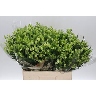 Freshy Courte Alstroemeria Fl “White Pearls” | Couleur: Blanc | Longueur ± 60 centimeter | Par 20 tiges de fleurs fraîches