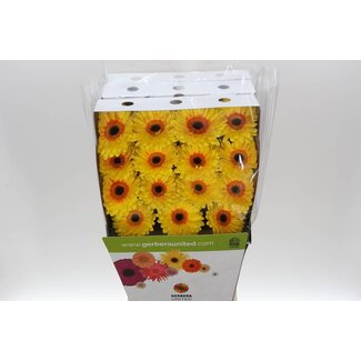 Freshy Gerbera Großblumig Aqua “Apollo” | Farbe: Gelb | Länge ± 50 centimeter | Pro 15 frische Blumen
