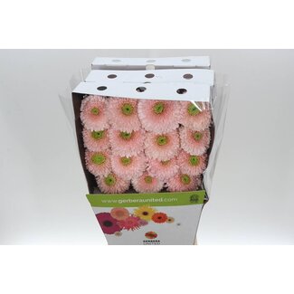 Freshy Gerbera Großblumig Aqua “Terra Himalia” | Farbe: Rosa | Länge ± 50 centimeter | Pro 15 frische Blumen