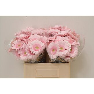 Freshy Germini Aqua “Bridal Kimsey” | Farbe: Rosa | Länge ± 50 centimeter | Pro 20 frische Blumen