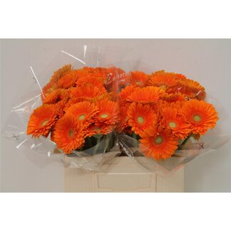Freshy Germini Aqua “Cuby” | Couleur: Orange | Longueur ± 50 centimeter | Par 20 fleurs fraîches