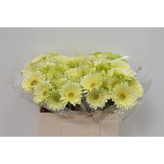 Freshy Germini Aqua “Thé Vert” | Couleur: Jaune | Longueur ± 50 centimeter | Par 20 fleurs fraîches
