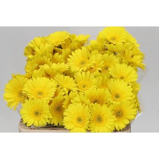 Freshy Germini Aqua “Moreno” | Farbe: Gelb | Länge ± 50 centimeter | Pro 20 frische Blumen