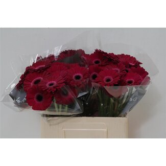 Freshy Germini Aqua “Platini” | Kleur: Bordeaux | Lengte ± 50 centimeter | Per 20 verse bloemen