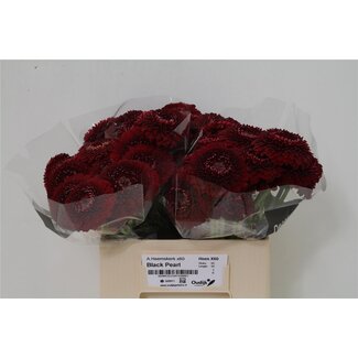Freshy Germini Aqua Pomponi “Black Pearl” | Farbe: Rot | Länge ± 50 centimeter | Pro 20 frische Blumen