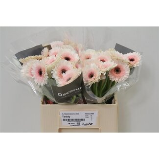 Freshy Germini Aqua “Teddy” | Farbe: Weiß | Länge ± 50 centimeter | Pro 20 frische Blumen