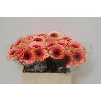 Freshy Germini Aqua “Tiptop” | Couleur: Rose | Longueur ± 50 centimeter | Par 20 fleurs fraîches