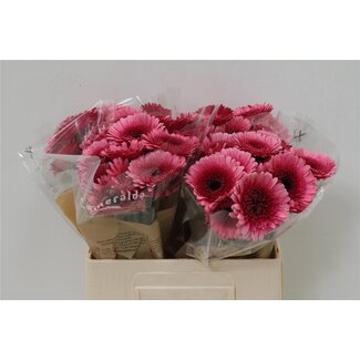 Freshy Germini Aqua “Isabelle” | Farbe: Rosa | Länge ± 50 centimeter | Pro 20 frische Blumen
