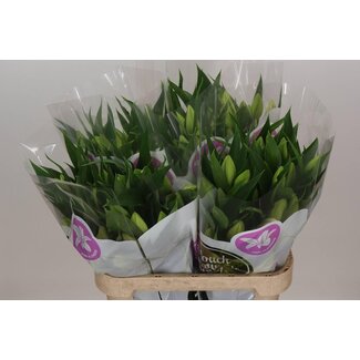 Freshy Lys Oriental Aqua “Praiano” | Couleur: Rose | Longueur ± 85 centimeter | Par 10 tiges de fleurs fraîches