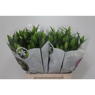 Freshy Lilie Oriental Aqua “Severn” | Farbe: Weiß | Länge ± 95 centimeter | Pro 10 Stiele frische Blumen