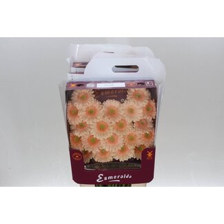 Freshy Gérbera Pomponi Mi Aqua “Miami” | Couleur: Orange | Longueur ± 45 centimètres | Par 20 fleurs fraîches