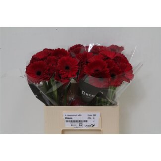 Freshy Germini Aqua “Diana” | Farbe: Rot | Länge ± 50 centimeter | Pro 20 frische Blumen