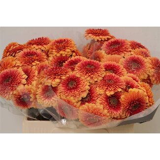 Freshy Germini Aqua Pomponi “Beaker” | Couleur: Orange | Longueur ± 50 centimeter | Par 20 fleurs fraîches