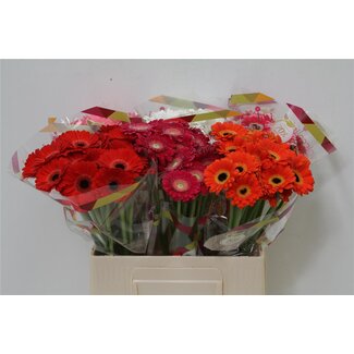 Freshy Gerbera Nano “Piccolini” Mélangé | Couleur: Couleurs mélangées | Longueur ± 50 centimeter | Par 20 fleurs fraîches