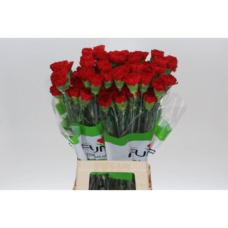 Freshy Lange Nelke “Funza Red Marthe” | Farbe: Rot | Länge ± 70 centimeter | Pro 20 frische Blumen