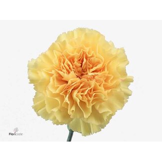 Freshy Lange Nelke “Funza Goldi” | Farbe: Gelb | Länge ± 70 centimeter | Pro 20 frische Blumen