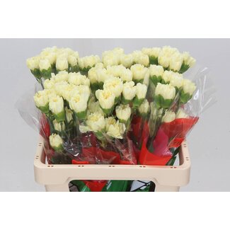 Freshy Œillet court “Cream Polimnia” | Couleur: Blanc | Longueur ± 55 centimeter | Par 20 fleurs fraîches