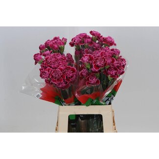Freshy Oeillet “Nobbio Frenzy” | Couleur: fuchsia | Longueur ± 65 centimeter | Par 20 fleurs fraîches