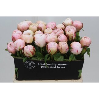 Freshy Paeonia Pivoine L “Carl G Klehm” | Couleur: Blanc | Longueur ± 60 centimeter | Par 5 pivoines fraîches