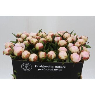 Freshy Paeonia Pfingstrose L “Florence Nicholls” | Farbe: Weiß | Länge ± 55 centimeter | Pro 10 frische Pfingstrosen