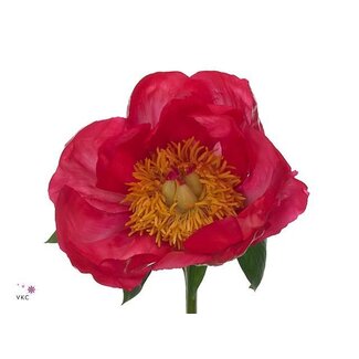 Freshy Paeonia Pfingstrose L “Flame” | Farbe: Rosa | Länge ± 60 centimeter | Pro 10 frische Pfingstrosen