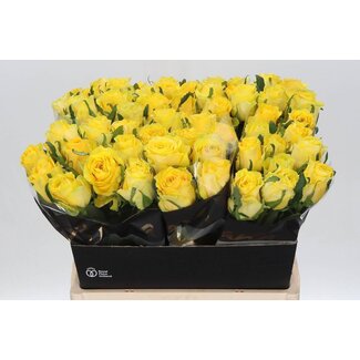 Freshy Rosen “Golden Smile” | Farbe: Gelb | Länge ± 60 centimeter | Pro 20 Rosen