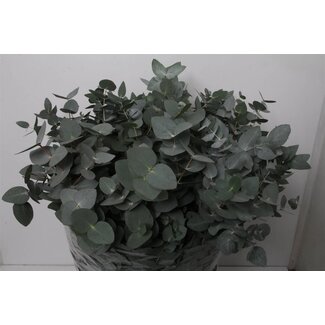 Freshy Eucalyptus Cinerea | Couleur: Vert | Longueur ± 70 centimètres | Par 5 bouquets