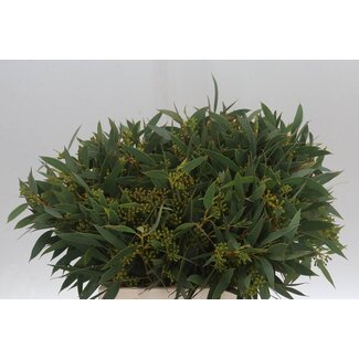 Freshy Eucalyptus Populus Met Beeren | Kleur: Groen | Lengte ± 40 centimeter | Per 5 bossen