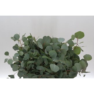 Freshy Kurze Eucalyptus Populus Blatt | Farbe: Grün | Länge ± 50 centimeter | Pro 5 Bündel