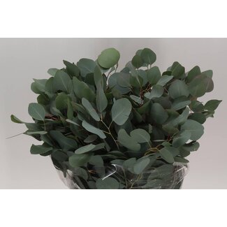 Freshy Eucalyptus Populus Feuille | Couleur: Vert | Longueur ± 70 centimeter | Par 5 bouquets