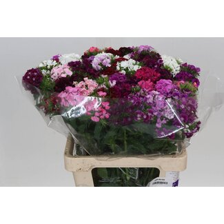 Freshy Dianthus Barbatus Duizendschoon “Rainbow” | Couleur: Couleurs mélangées | Longueur ± 60 centimeter | Par 50 tiges de fleurs fraîches