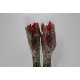 Freshy Amaryllis | Couleur: Rouge Oranje | Longueur ± 60 centimeter | Par 10 fleurs fraîches
