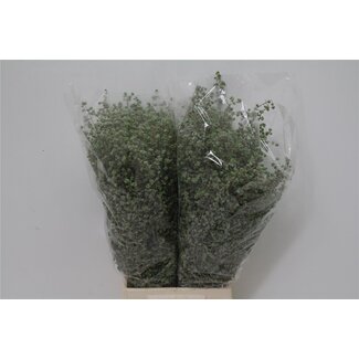 Freshy Origanum Majorana Marjolaine véritable | Couleur: Vert | Longueur ± 50 centimeter | Par 5 bouquets