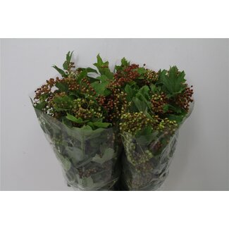 Freshy Viburnum Boule de neige “Compacta” Avec Baies | Couleur: Vert | Longueur ± 60 centimeter | Par 5 branches