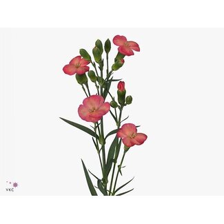 Freshy Rispennelke Einfachblütig “Solomio Fen” | Farbe: Rosa | Länge ± 60 centimeter | Pro 20 frische Blumen