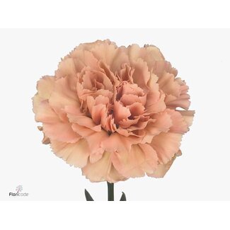 Freshy Lange Nelke “Funza Caramel” | Farbe: Orange | Länge ± 70 centimeter | Pro 20 frische Blumen
