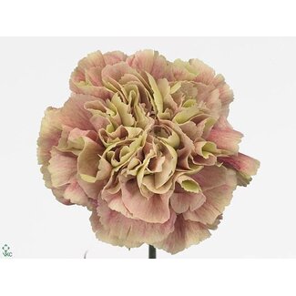 Freshy Oeillet long “Funza Antiqua” | Couleur: Vert | Longueur ± 70 centimeter | Par 20 fleurs fraîches
