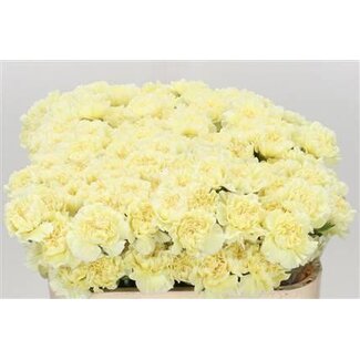 Freshy Lange Nelke “Funza Polimia” | Farbe: Gelb | Länge ± 70 centimeter | Pro 20 frische Blumen