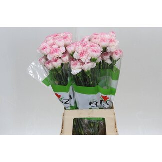 Freshy Lange Nelke “Funza Pastel Damascus” | Farbe: Weiß | Länge ± 70 centimeter | Pro 20 frische Blumen