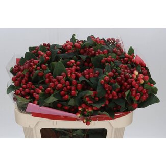 Freshy Hypericum Millepertuis “True Romance” Ramifié | Couleur: Rouge | Longueur ± 70 centimeter | Par 25 tiges de fleurs fraîches