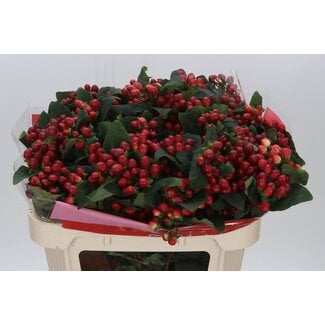 Freshy Hypericum St John's Wort “True Romance” Branched | Colour: Red | Length ± 70 centimeter | Per 25 stems fresh flowers