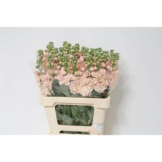 Freshy Violier Iron Apricot | Couleur: abricot | Longueur ± 65 centimeter | Par 10 fleurs fraîches